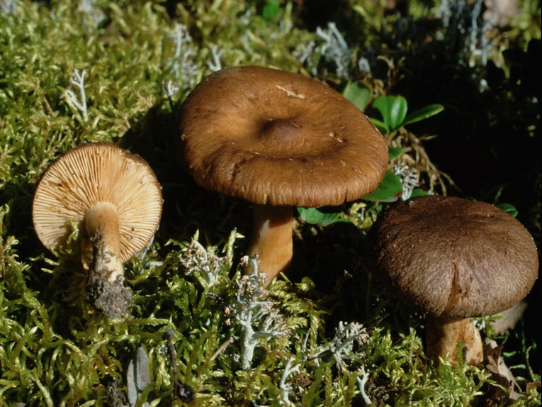 Specie interessanti dalla LAPPONIA due